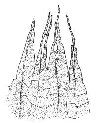 Bryum argenteum, endostome detail.Drawn from W. Martin 57.10, CHR 515790, K.W. Allison 2455, CHR 577448, and B.P.J. Molloy s.n., 7 Mar. 1972, CHR 164170.
 Image: R.C. Wagstaff © Landcare Research 2015 